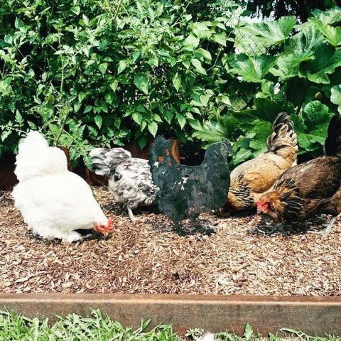 Chicken Metal Art – Handcrafted Chicken Décor - My Metal Rescue - Shopify Collective - Northern Forge, LLC