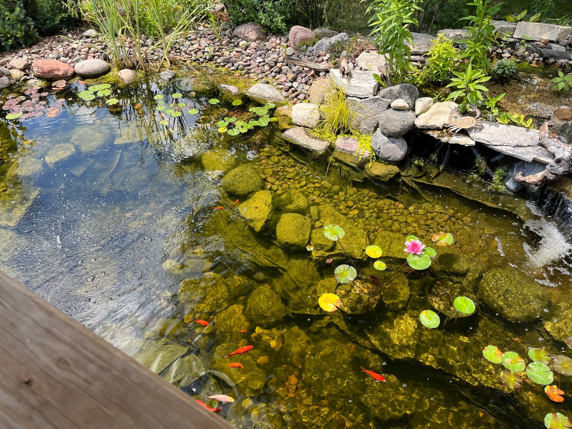 Step - by - Step Approach in Creating Your Own Koi Pond with All - Natural Bog Filtration, Goldfish, Water Garden, Backyard Pond - DIY - PDF - bog filter instructions - Build Plans - Northern Forge, LLC